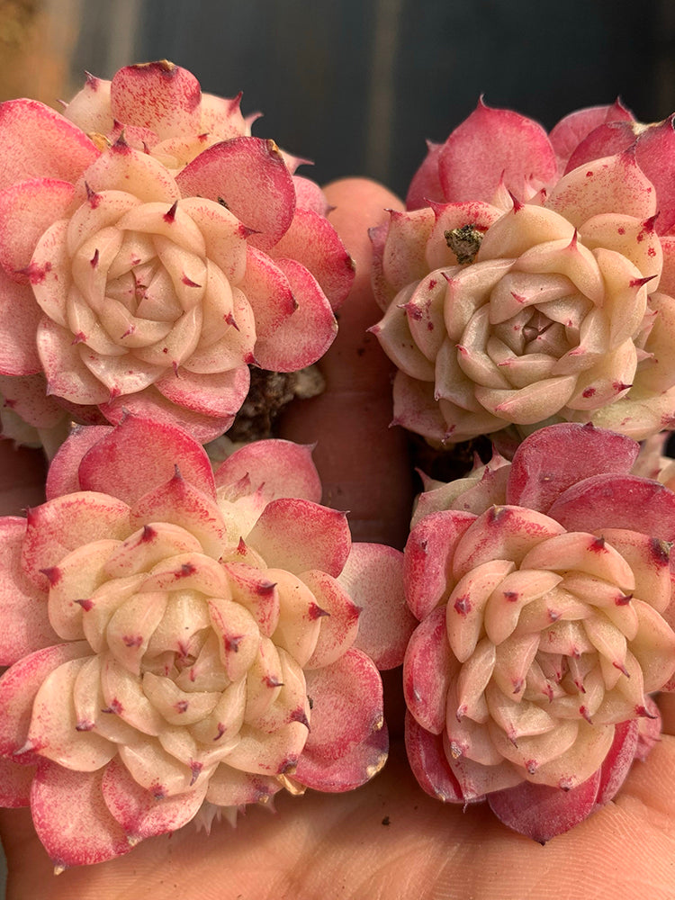 Echeveria 'Beninoturu'