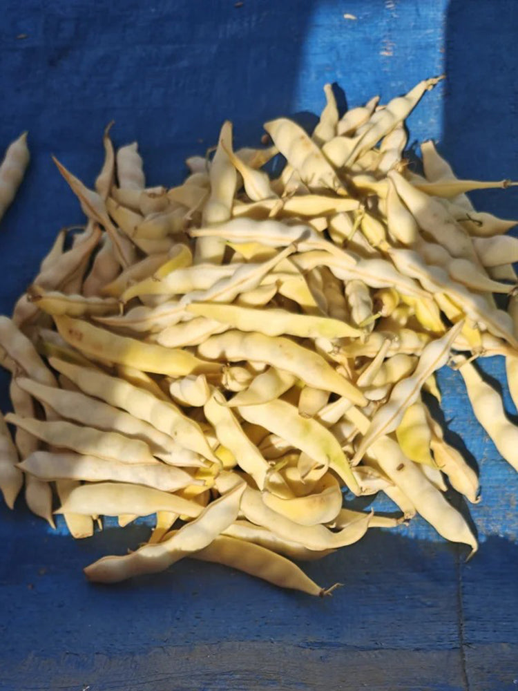 'Rabbit's White Eye' Oil Bean