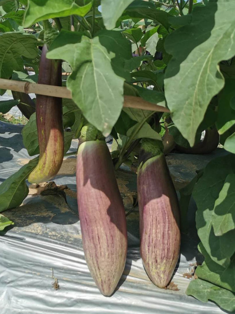 'Yu Zhusiqie 881' Hybrid Eggplant