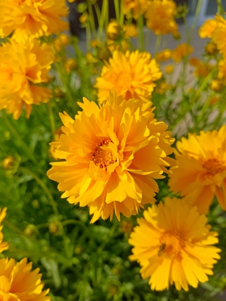 Coreopsis
