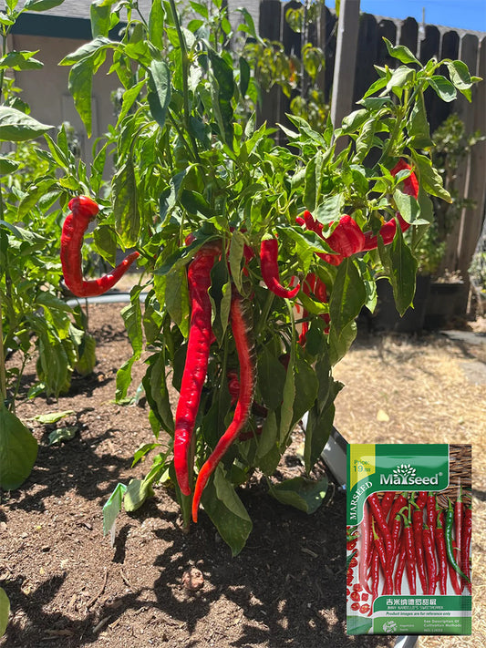 Jimmy Nardello Pepper