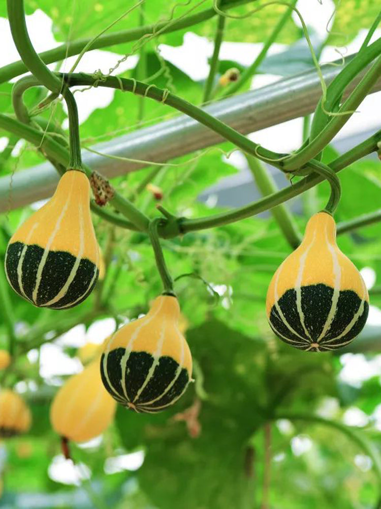Little Rascal Gourd