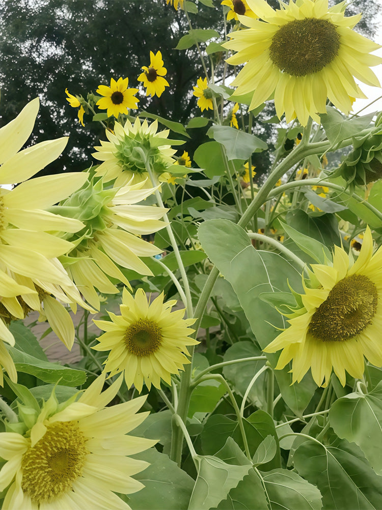 'Lotus Emergence' Sunflower