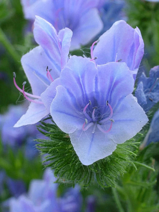Viper's Bugloss (Echium vulgare)