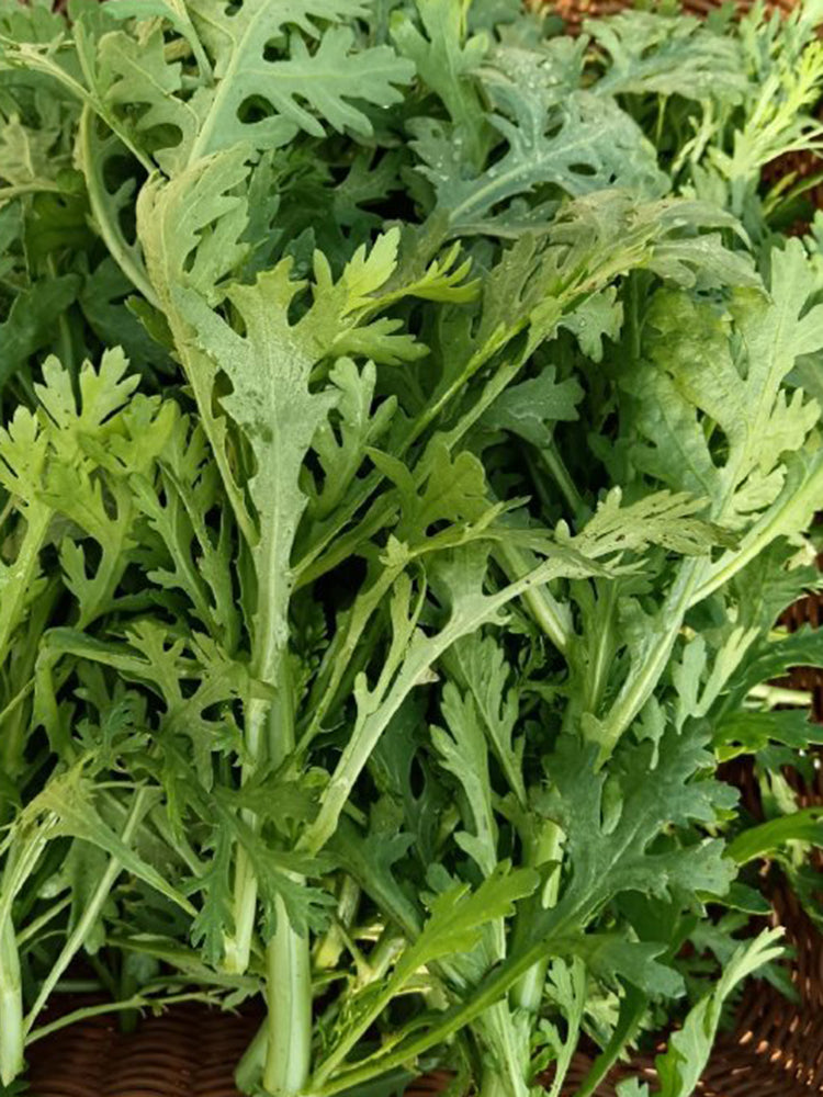 Medium-Leaf Garland Chrysanthemum