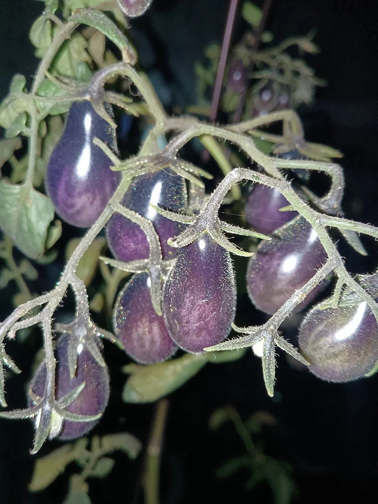 Black Key Tomato