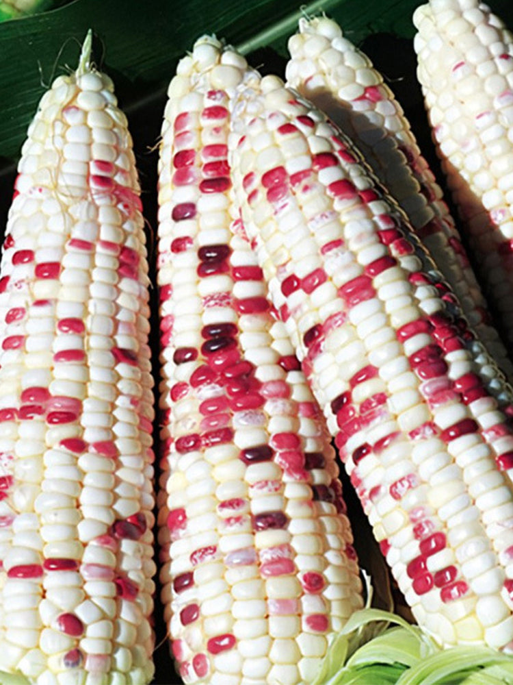 Color Sweet-waxy Corn No.102