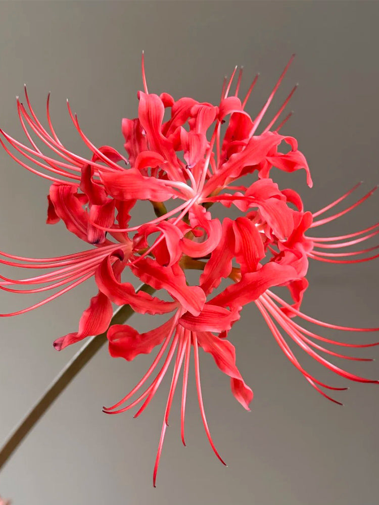 Blood Red Chunxiao Lycoris