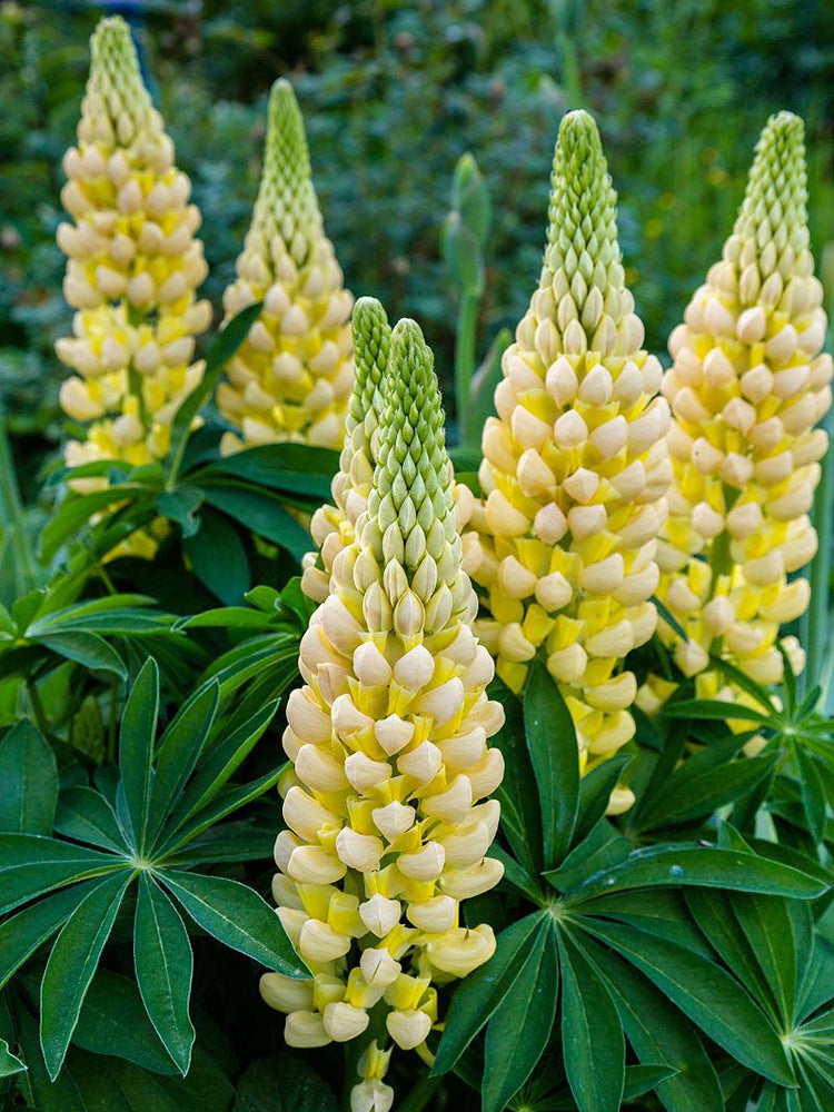 Yellow Lupin