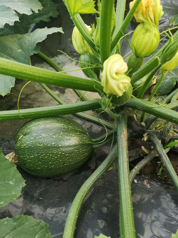 Bush Zucchini
