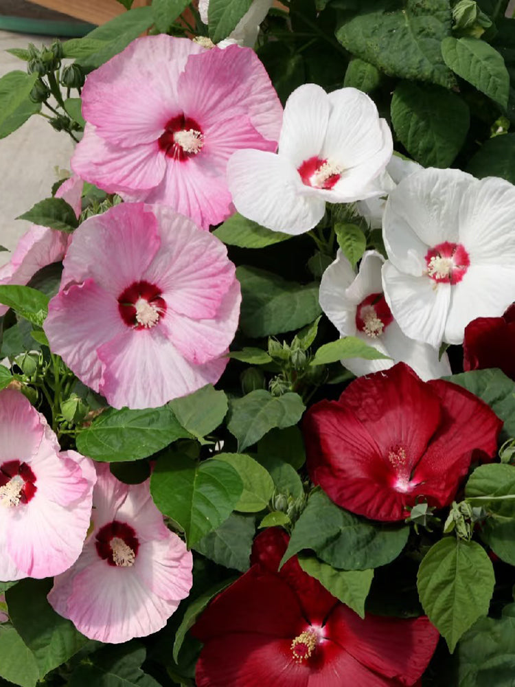 Swamp Rose Mallow Mixed