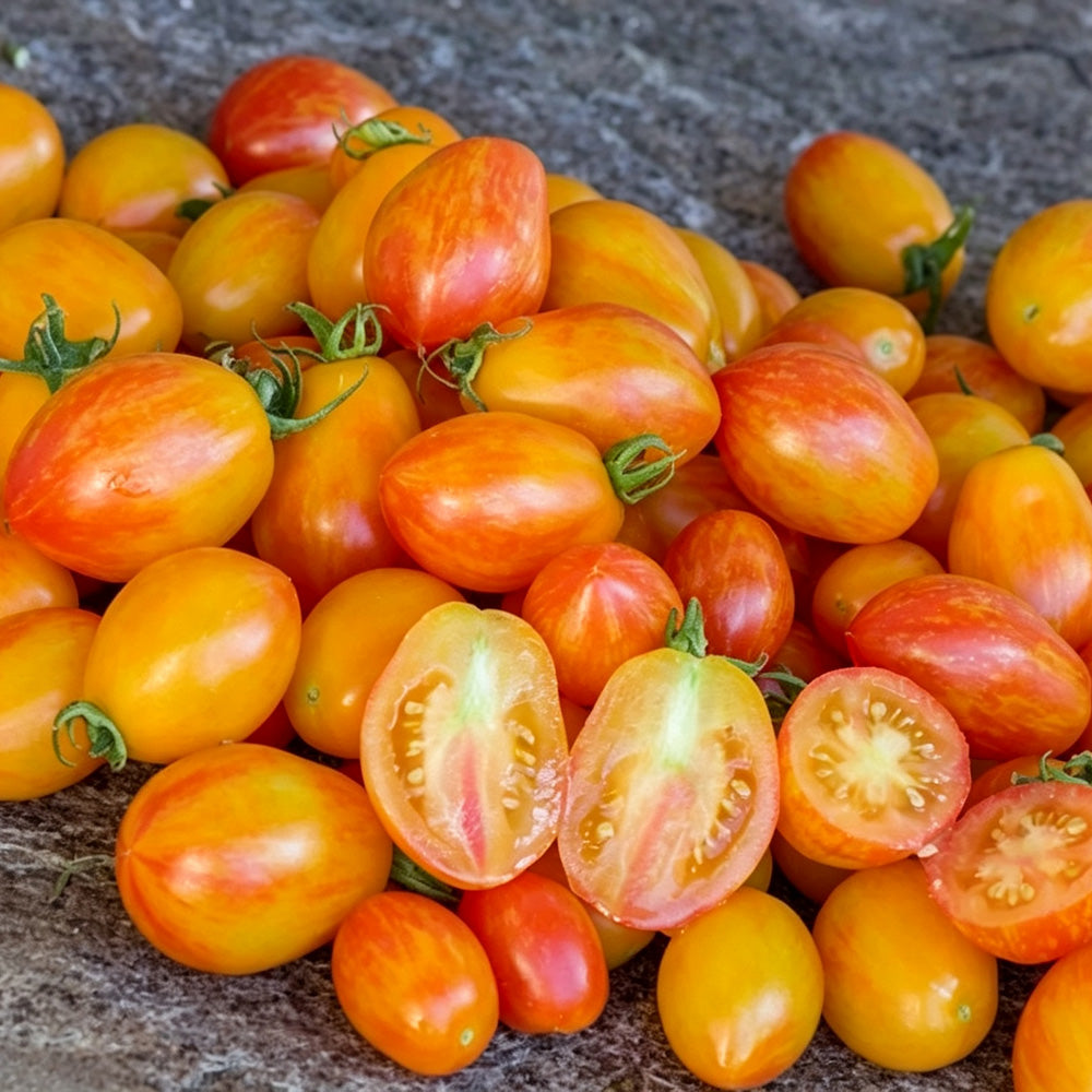 587 Lucfichoise Tomato