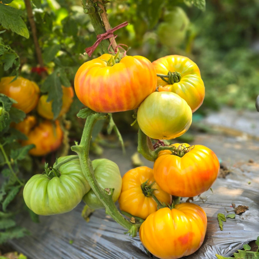 756 Rhode Heirloom Tomato