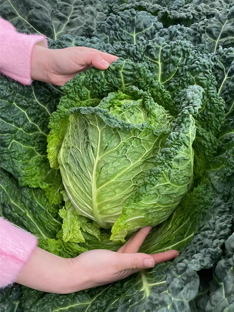 Savoy Cabbage