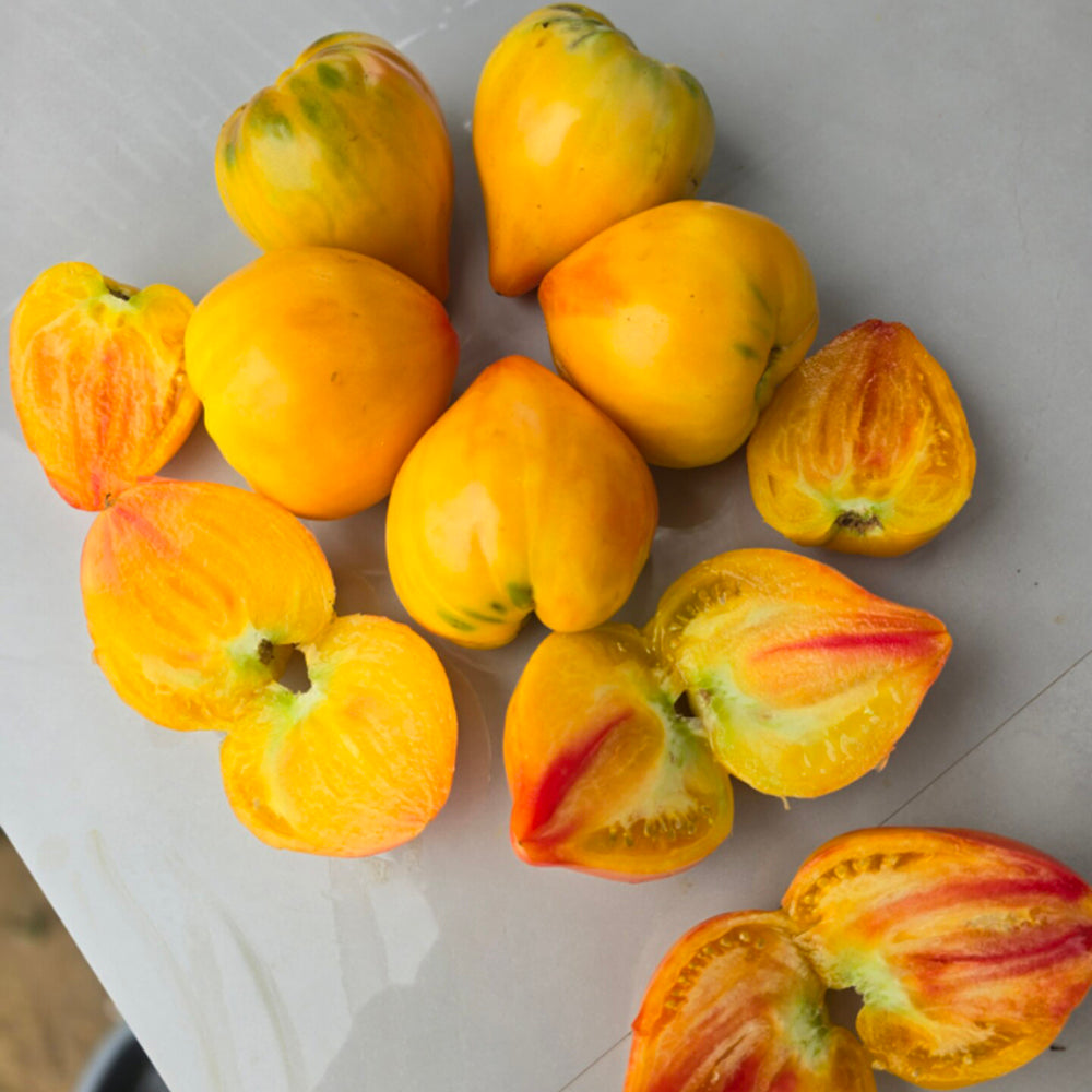757 Amber Sergeant F2 Tomato