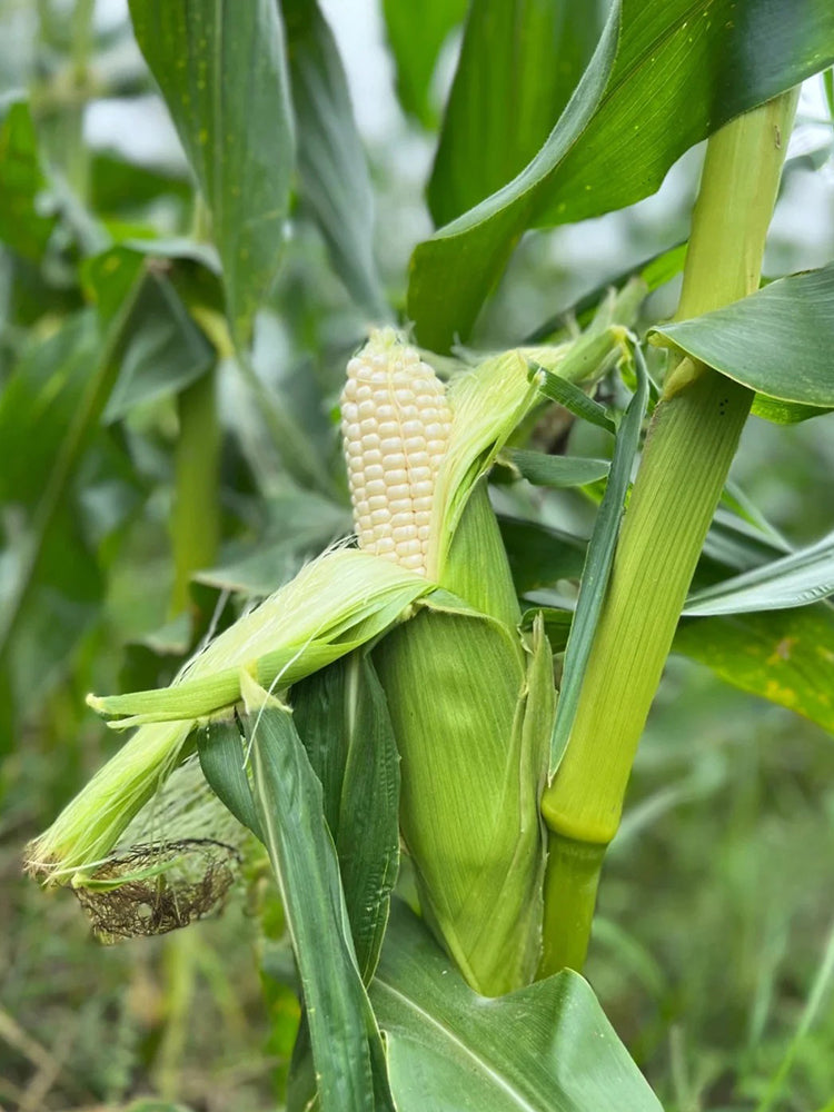 Milk Fruit Sweet Corn