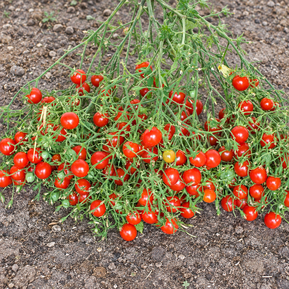 227 Myriam Multiflora Tomato