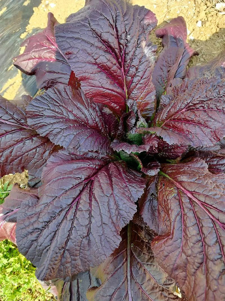 'Splendid 2099' Purple Leaf Mustard