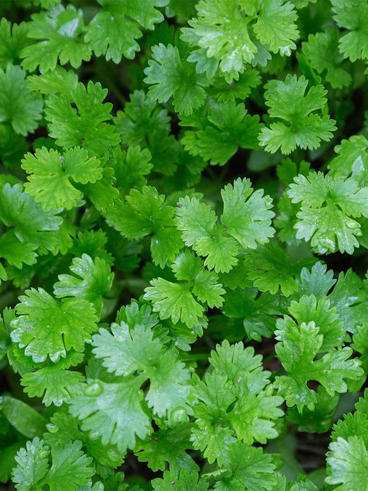 Italian Giant Parsley