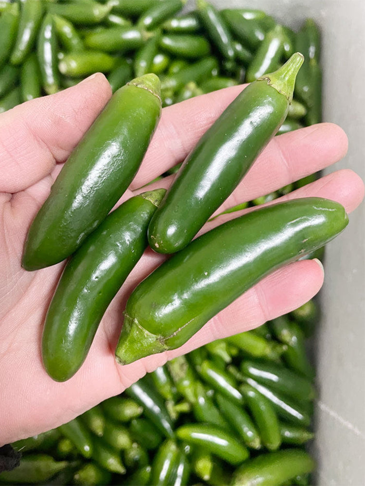 Heirloom Jalapeño Pepper