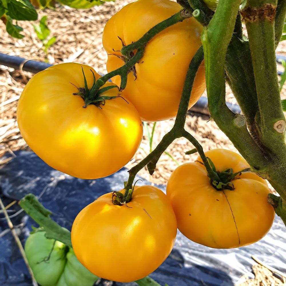 548 Sean's Yellow Dwarf Tomato