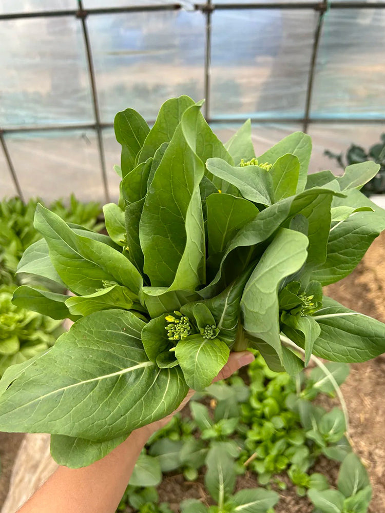 Liangtai 209 Flowering Chinese Cabbage