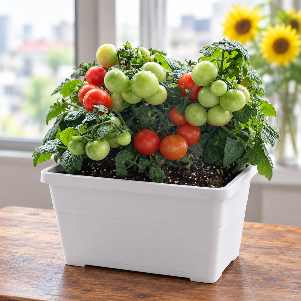 5 Siberian Mini Greenhouse Tomato