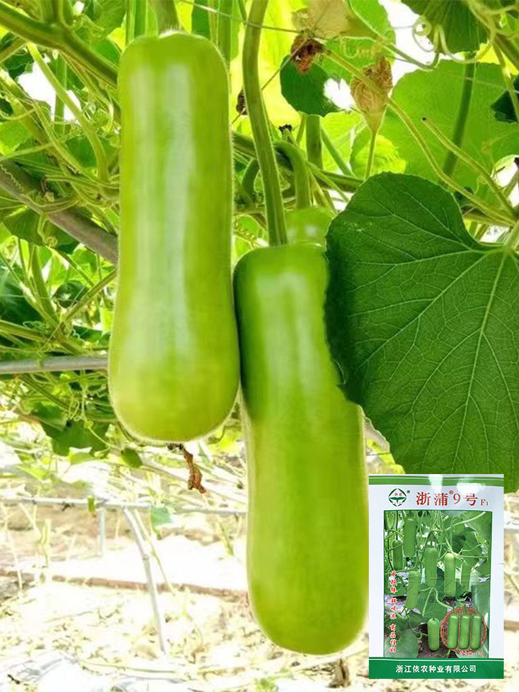 'Zhepu No.9' Bottle Gourds