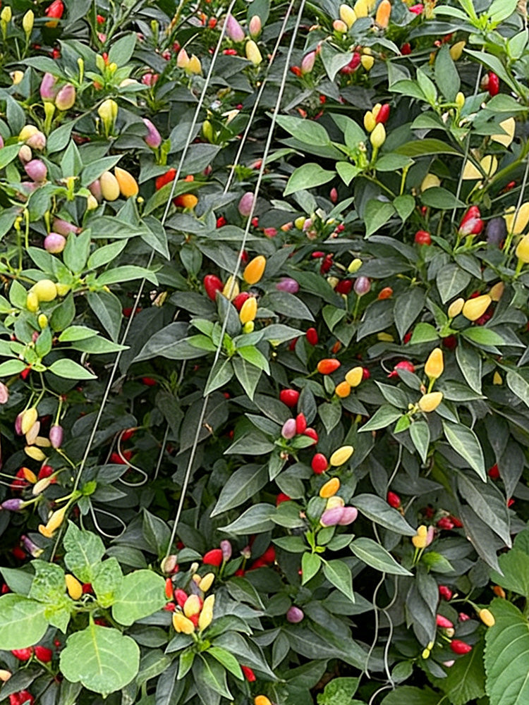 Colorful Bullet Pepper