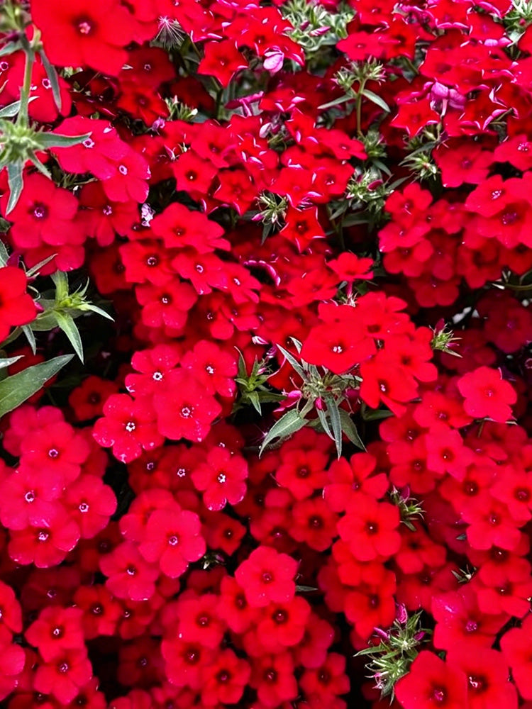 Scarlet Annual Phlox