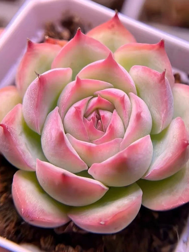Echeveria 'Silhouette'