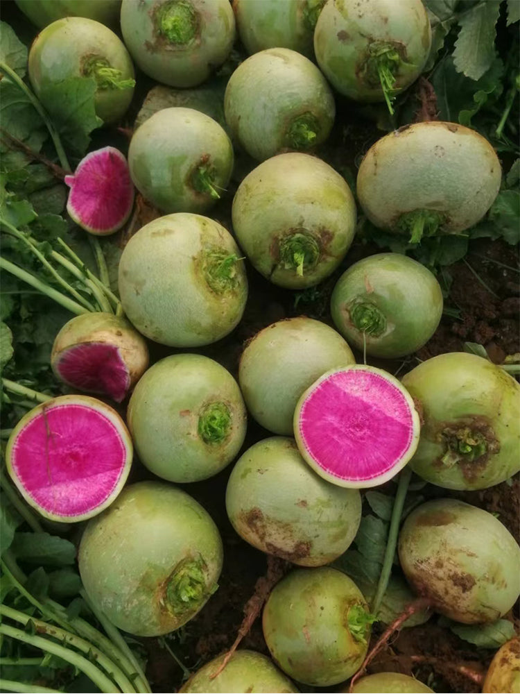 Beijing Mantanghong Radish