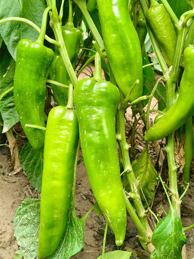 Hongyun No.1 Sweet Pepper F1