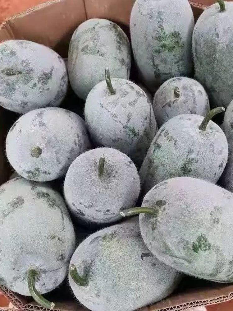 Mini Small Winter Melon No.1