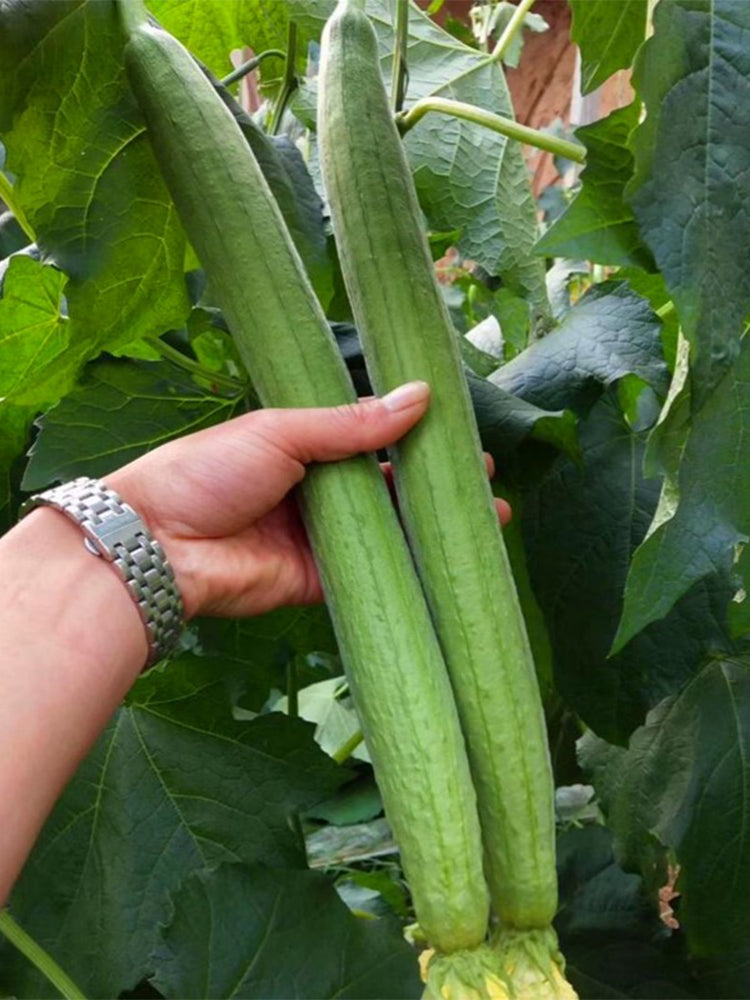 Thailand Medium Green Luffa