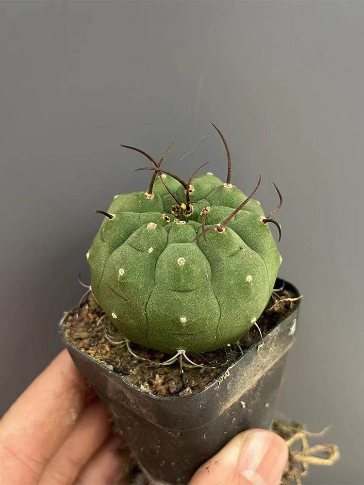 Matucana madisoniorum