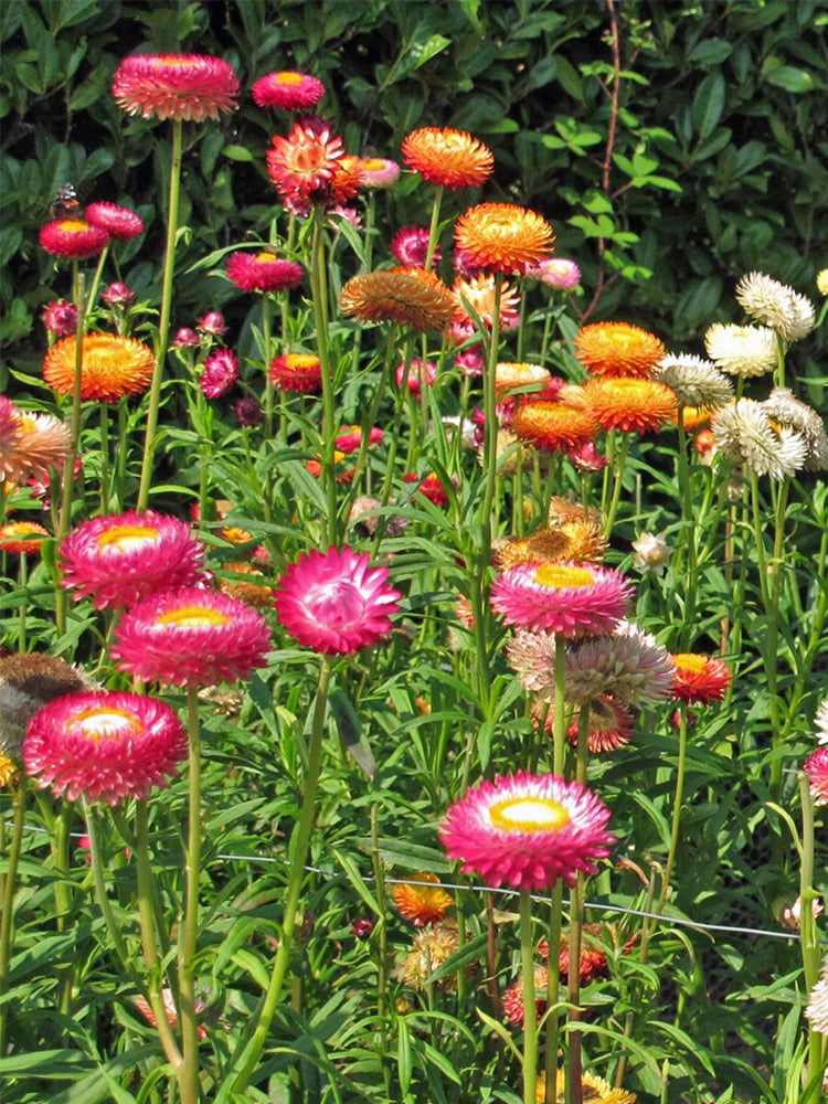 Tall Strawflower Mix