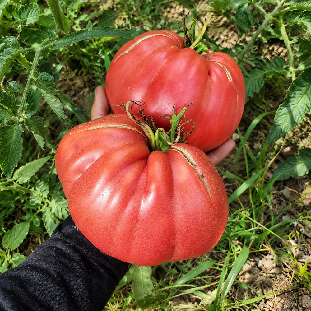 83 Monkey Ass Tomato