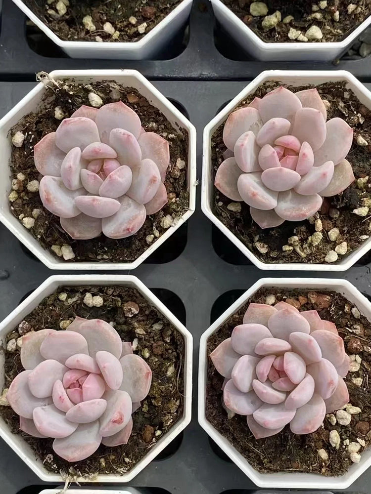 Echeveria cv. 'Starlight Orange'