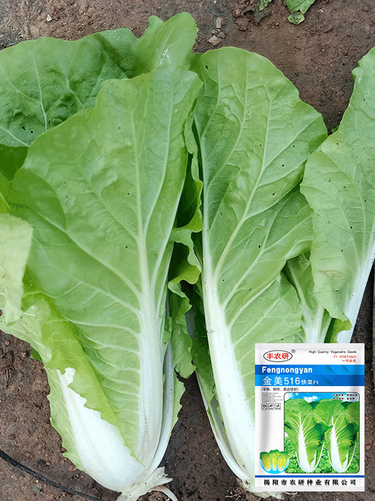 'Jinmei 516' Fast-growing Bok Choy