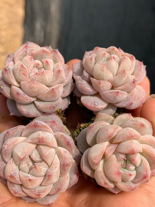 Echeveria cv. 'Pink Diamond'
