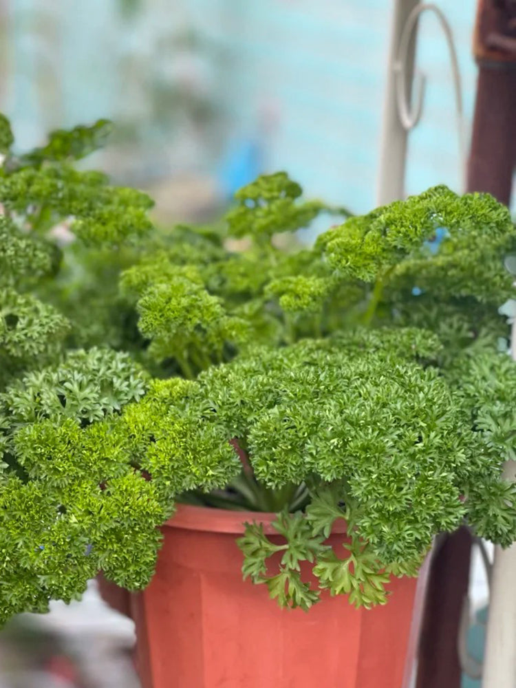 Curly Leaf Parsley