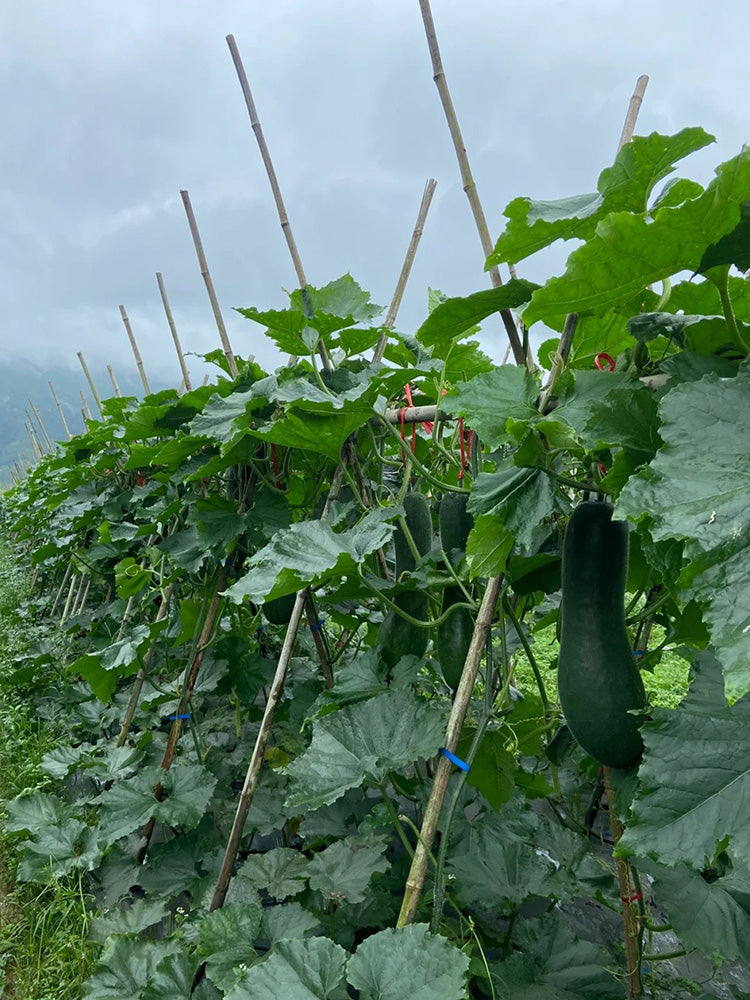 Black Skin Winter Melon