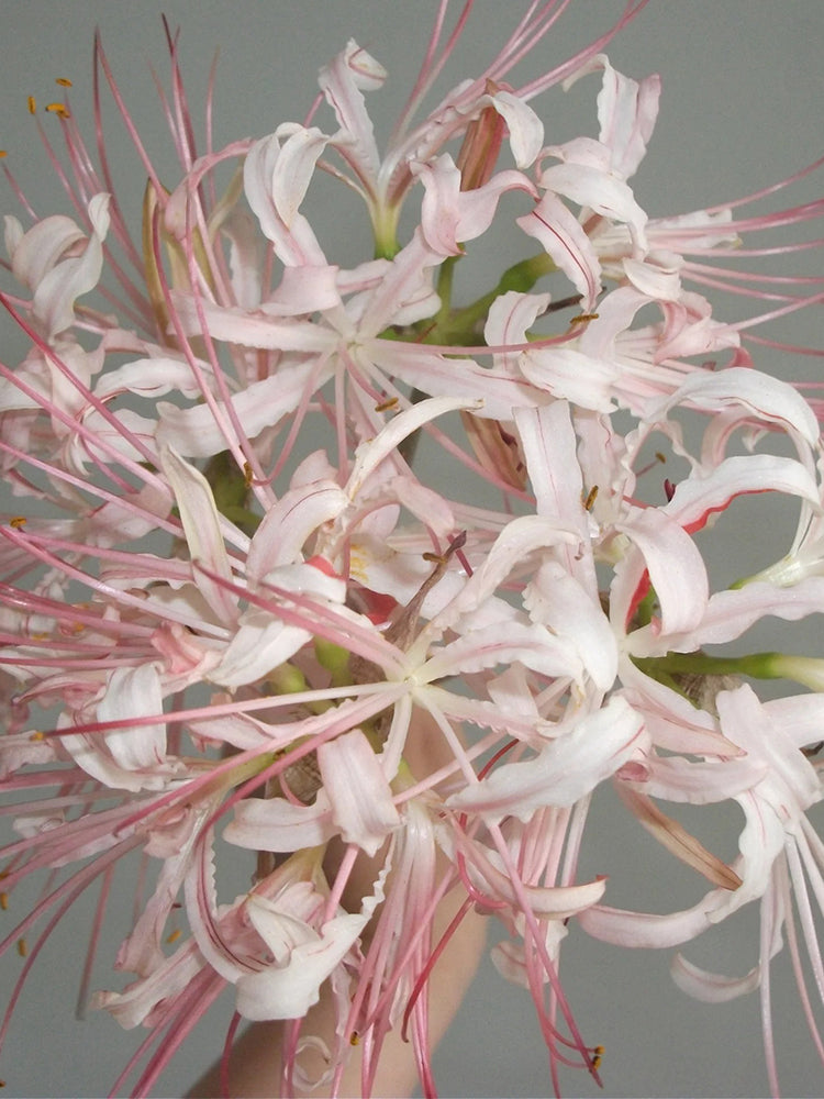 'Pink Dream' Lycoris