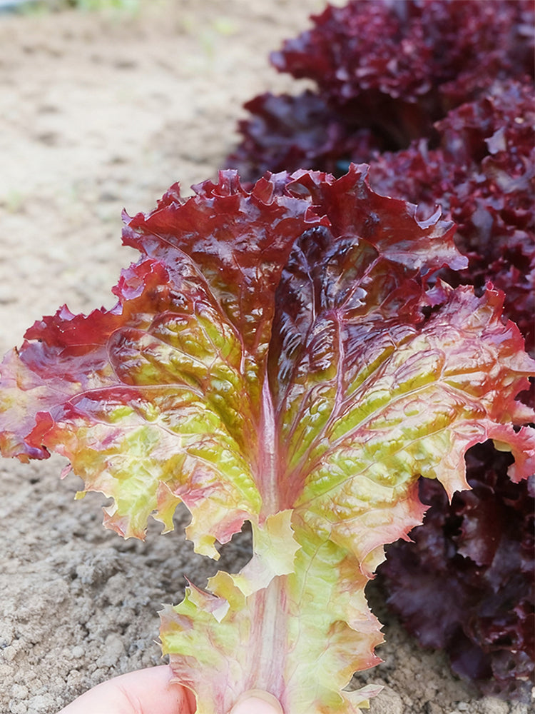 Red Leaf Romaine Lettuce