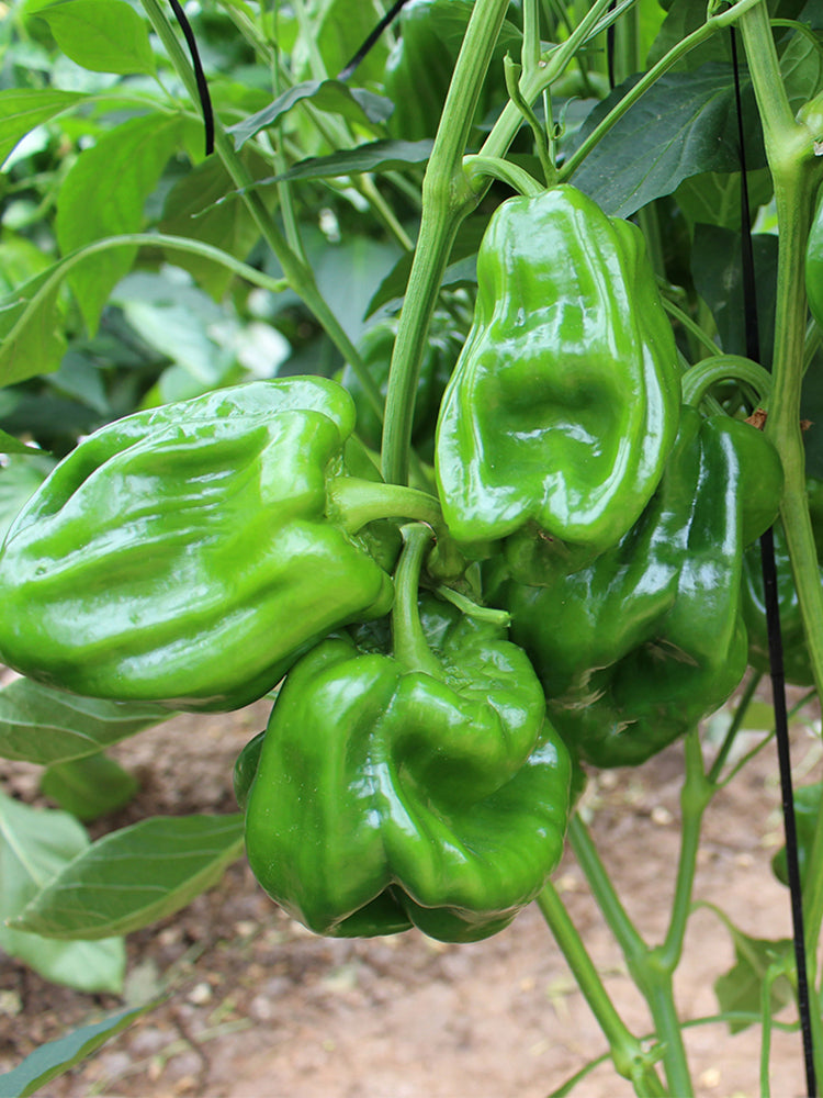 Wrinkled Spicy Pepper No.1 (Capsicum annuum)