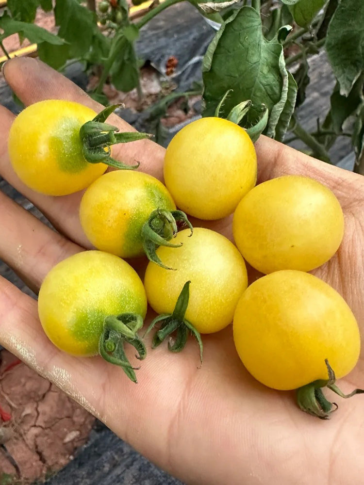 934 'Snow White' Cherry Tomato