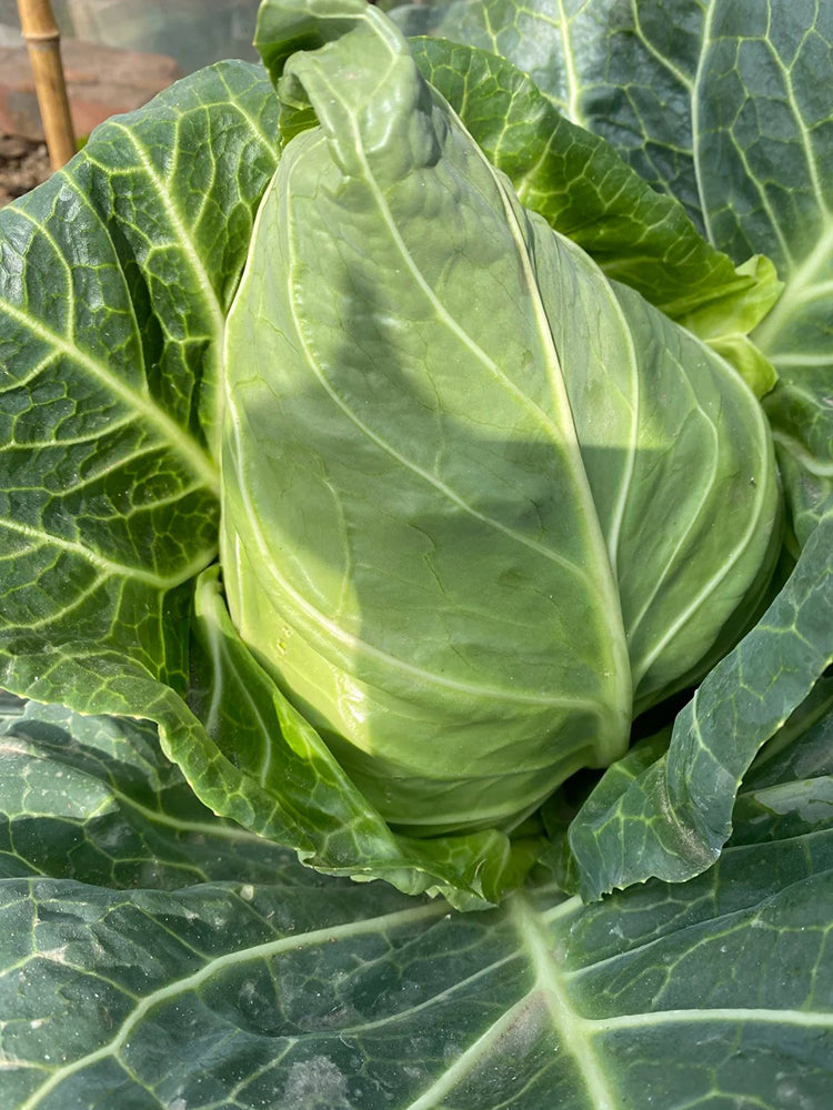 Huachun Oxheart Cabbage