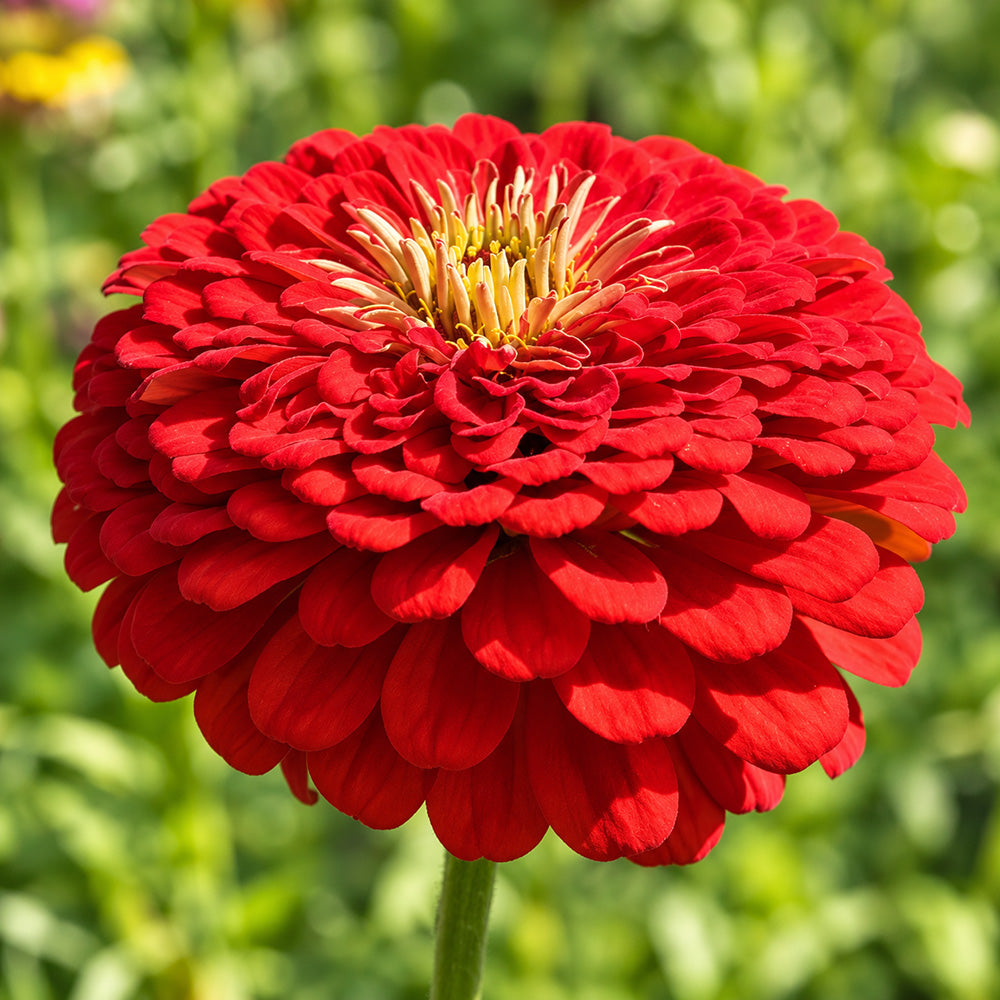 W1351 Large-Flowered Deep Red Zinnia