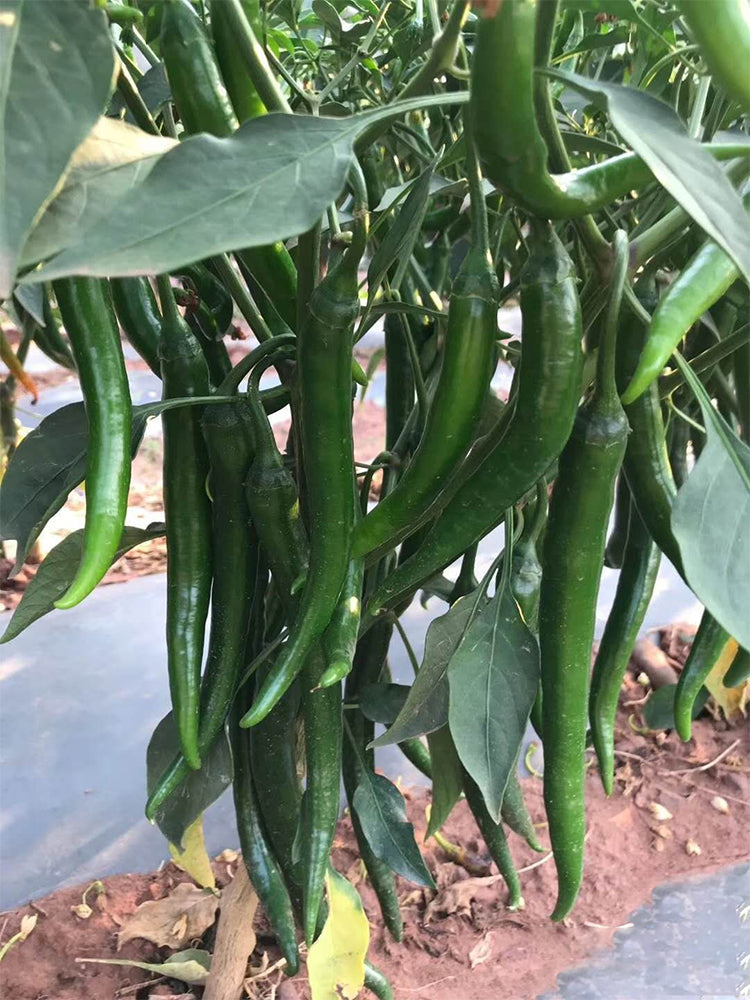 Meiren Chili Peppers